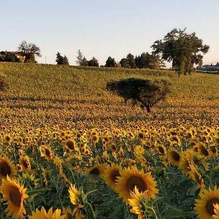 Il Gallo Silvestre - Bed&books Montecassiano